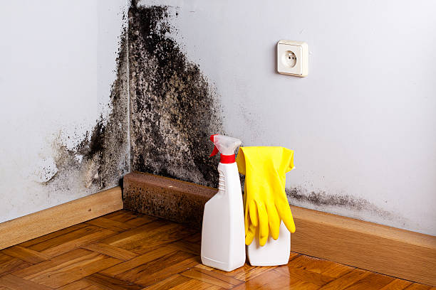 Best Attic Mold Removal  in Alta, IA